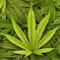 WeedFix