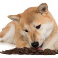 furbaby1