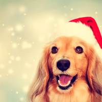SantaPaws
