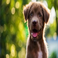 esa-dog
