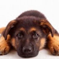 MrBienChien666