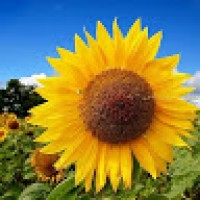 IzzyHelianthus9183