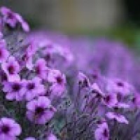 BettyHolland9865