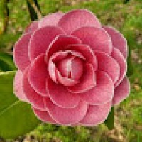 CamelliaDas9205