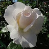 CarolinaBruce4665