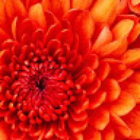 PoopoojaPoopooja578